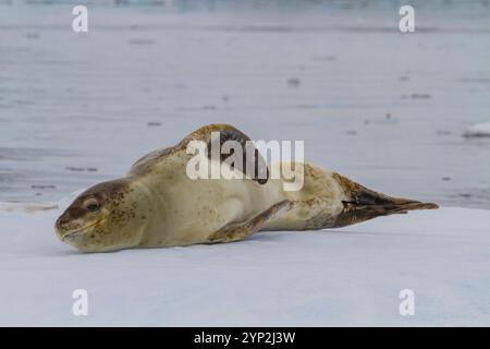 Adulte männliche Leopardenrobben (Hydrurga leptonyx), die auf Eis in der Speiseröhre nahe der Antarktischen Halbinsel, Antarktis, Polarregionen gezogen werden Stockfoto