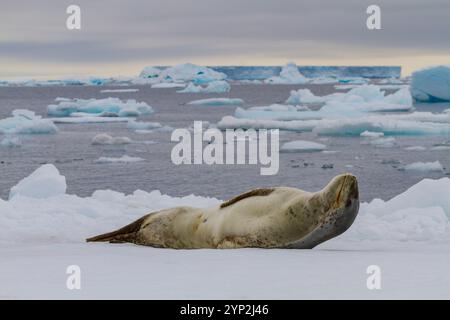 Ausgewachsene weibliche Leopardenrobbe (Hydrurga leptonyx), die auf Eis am Brown Bluff in der Nähe der Antarktischen Halbinsel, Antarktis, Polarregionen gezogen wird Stockfoto