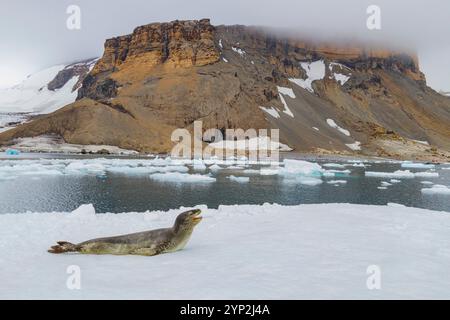 Ausgewachsene weibliche Leopardenrobbe (Hydrurga leptonyx), die auf Eis am Brown Bluff in der Nähe der Antarktischen Halbinsel, Antarktis, Polarregionen gezogen wird Stockfoto