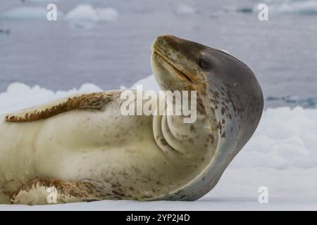 Ausgewachsene weibliche Leopardenrobbe (Hydrurga leptonyx), die auf Eis am Brown Bluff in der Nähe der Antarktischen Halbinsel, Antarktis, Polarregionen gezogen wird Stockfoto