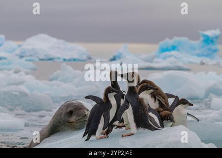 Adulte weibliche Leopardenrobbe (Hydrurga leptonyx) verfolgt junge Adelie-Pinguine am Brown Bluff in der Nähe der Antarktischen Halbinsel, Antarktis, Polarregionen Stockfoto