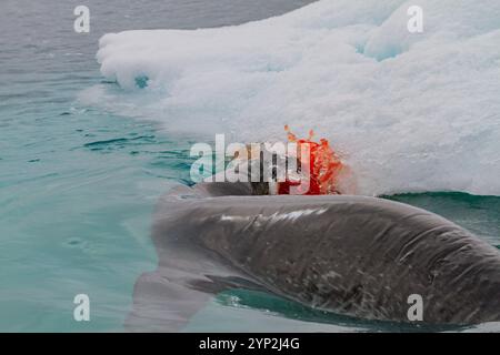 Adulte weibliche Leopardenrobbe (Hydrurga leptonyx) tötet und isst einen jungen Adelie-Pinguin in Brown Bluff, Antarktische Halbinsel, Antarktis, Polar Regi Stockfoto