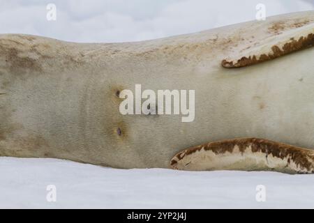 Ausgewachsene weibliche Leopardenrobbe (Hydrurga leptonyx), die auf Eis am Brown Bluff in der Nähe der Antarktischen Halbinsel, Antarktis, Polarregionen gezogen wird Stockfoto