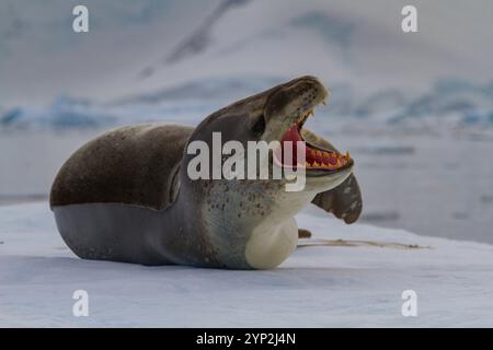 Adulte männliche Leopardenrobben (Hydrurga leptonyx), die auf Eis in der Speiseröhre nahe der Antarktischen Halbinsel, Antarktis, Polarregionen gezogen werden Stockfoto