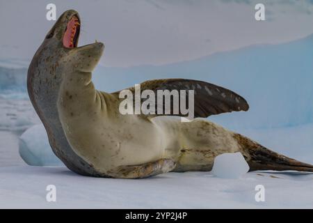 Adulte männliche Leopardenrobben (Hydrurga leptonyx), die auf Eis in der Speiseröhre nahe der Antarktischen Halbinsel, Antarktis, Polarregionen gezogen werden Stockfoto