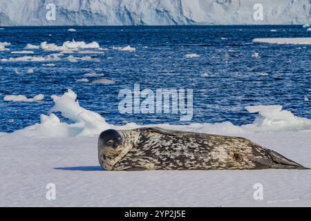 Adulte Weddellrobbe (Leptonychotes weddellii) auf Eis in der Nähe der Antarktischen Halbinsel, des südlichen Ozeans und der Polarregionen Stockfoto