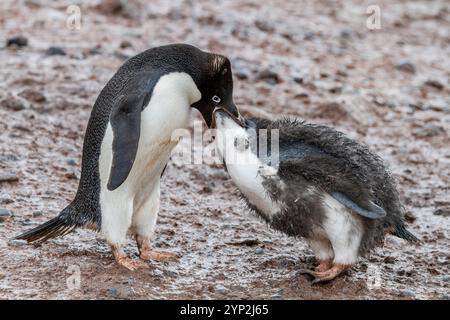 Adelie-Pinguin (Pygoscelis adeliae), adultes Hühnchen in der Zuchtkolonie Brown Bluff, Antarktis, Polarregionen Stockfoto