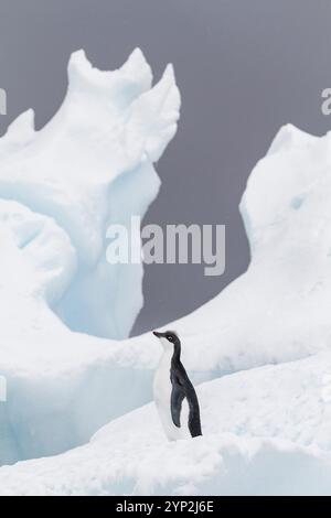 Adelie-Pinguin (Pygoscelis adeliae)-Küken im ersten Jahr in der Zuchtkolonie Brown Bluff, Antarktis, Polarregionen Stockfoto