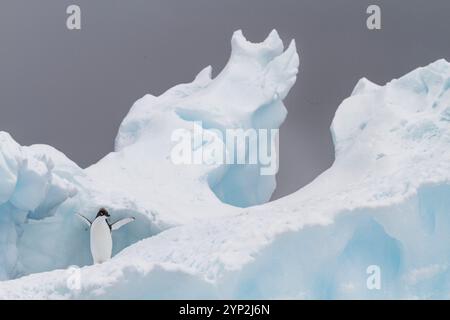 Adelie-Pinguin (Pygoscelis adeliae)-Küken im ersten Jahr in der Zuchtkolonie Brown Bluff, Antarktis, Polarregionen Stockfoto