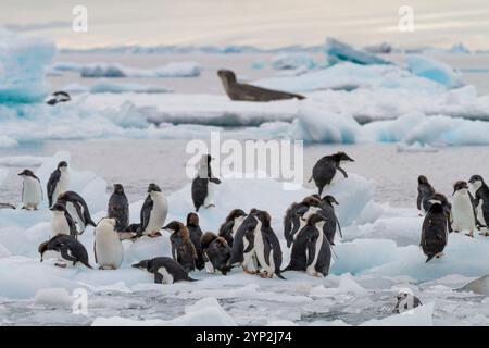 Adelie-Pinguin (Pygoscelis adeliae)-Küken im ersten Jahr in der Zuchtkolonie Brown Bluff, Antarktis, Polarregionen Stockfoto