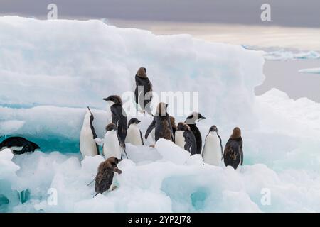 Adelie-Pinguin (Pygoscelis adeliae)-Küken im ersten Jahr in der Zuchtkolonie Brown Bluff, Antarktis, Polarregionen Stockfoto