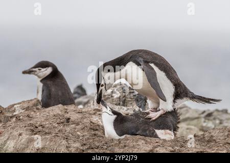 Adulte Kinstrap-Pinguine (Pygoscelis antarktis) paaren sich am Baily Head auf Deception Island, Antarktis, Südpolarregionen Stockfoto