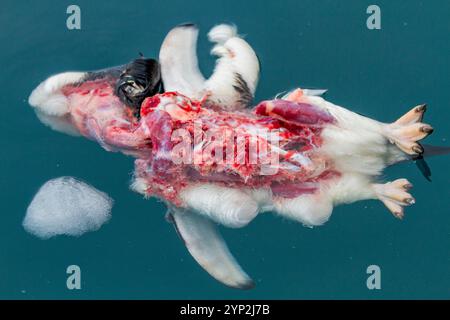 Der tote Adelie-Pinguin (Pygoscelis adeliae) wurde von einem antarktischen Seehund bei Brown Bluff, Antarktis, Polarregionen, angegriffen, getötet und gegessen Stockfoto