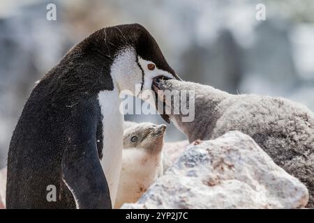 Adulte Kinnfleischpinguine (Pygoscelis antarktis) füttern Küken am Baily Head auf Deception Island, Antarktis, Polarregionen Stockfoto