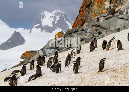 Züchtung und Mäuschung von Chinstrap-Pinguinen (Pygoscelis antarktis) auf Half Moon Island, Antarktis, Südmeer, Polarregionen Stockfoto