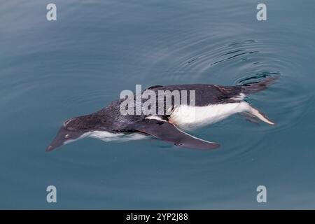 Der tote Adelie-Pinguin (Pygoscelis adeliae) wurde von einem antarktischen Pelzrobben in Brown Bluff, Antarktis, Polarregionen, angegriffen und getötet, aber nicht gegessen Stockfoto