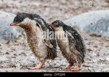 Gentoo-Pinguin (Pygoscelis papua) Küken bedeckt mit Schlamm und Guano auf Cuverville Island, Antarktis, Südmeer und Polarregionen Stockfoto