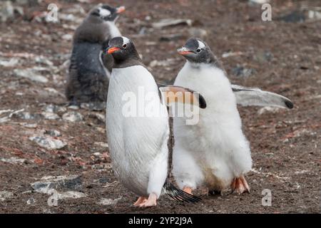 Gentoo-Pinguin (Pygoscelis papua)-Küken jagen Erwachsene nach Nahrung am Hannah Point auf Livingston Island, Antarktis, Polarregionen Stockfoto