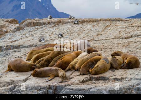 Südamerikanische Seelöwen (Otaria flavescens), die auf einer kleinen felsigen Insel außerhalb von Ushuaia, Argentinien, Südamerika gezogen werden Stockfoto