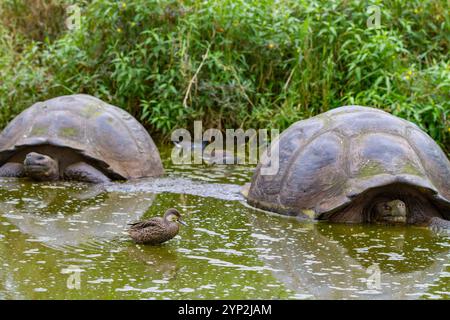 Galapagos weißwangenschwanz (Anas bahamensis galapagensis), der in der Nähe von Riesenschildkröten auf den Galapagos-Inseln, UNESCO-Weltkulturerbe, lebt Stockfoto