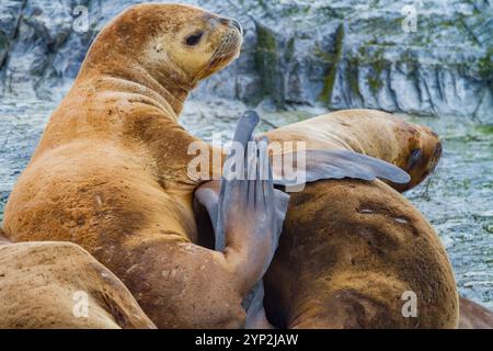 Südamerikanische Seelöwen (Otaria flavescens), die auf einer kleinen felsigen Insel außerhalb von Ushuaia, Argentinien, Südamerika gezogen werden Stockfoto