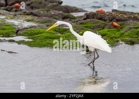 Erwachsene Reiher (Ardea alba Eretta) füttern bei Ebbe im Galapagos Island Archipel, UNESCO-Weltkulturerbe, Ecuador, Südamerika Stockfoto
