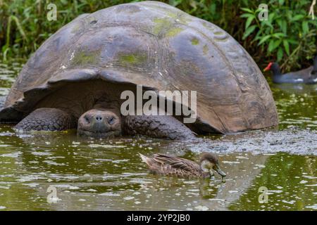 Galapagos weißwangenschwanz (Anas bahamensis galapagensis), der in der Nähe von Riesenschildkröten auf den Galapagos-Inseln, UNESCO-Weltkulturerbe, lebt Stockfoto