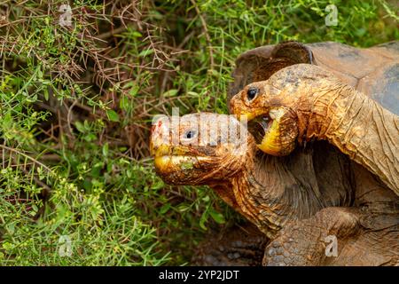 Gefangene Galapagos Riesenschildkröte (Geochelone Elephantopus) an der Charles Darwin Forschungsstation, Galapagos, UNESCO-Weltkulturerbe, Ecuador, Sou Stockfoto