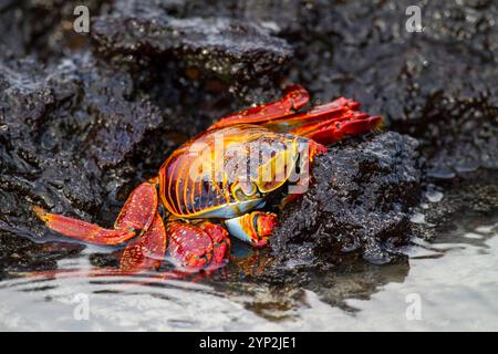 Sally lightfoot Krabbe (Grapsus grapsus) in der Küste des Galapagos Island Archipels, UNESCO-Weltkulturerbe, Ecuador, Südamerika Stockfoto