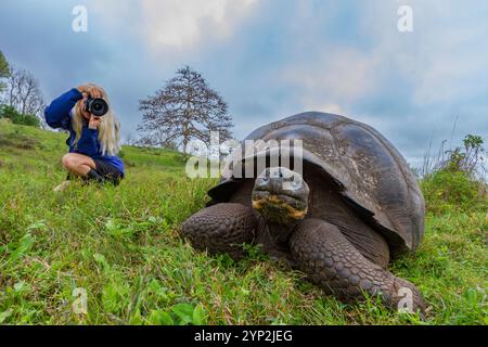 Touristen fotografieren eine wilde Galapagos-Riesenschildkröte (Geochelone Elephantopus), die auf dem aufsteigenden Grasland der Insel Santa Cruz, Galapagos, lebt Stockfoto