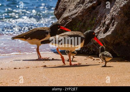 Ausgewachsener amerikanischer Austernfänger (Haematopus palliatus galapagensis), der Küken entlang der Küste auf Bartolome Island in der Galapagos Island Group füttert Stockfoto