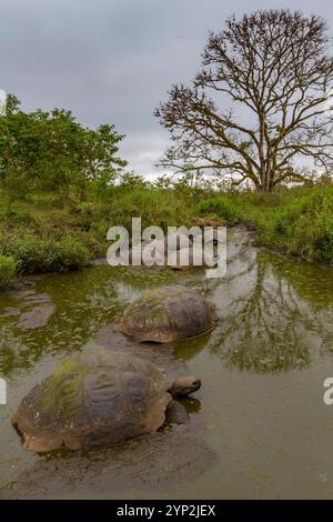 Wilde Galapagos-Riesenschildkröten (Geochelone Elephantopus), die auf dem aufsteigenden Grasland der Insel Santa Cruz, Galapagos, UNESCO-Weltkulturerbe, fressen Stockfoto