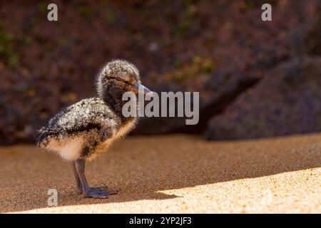 Amerikanische Austernfänger (Haematopus palliatus galapagensis) Küken entlang der Küste auf Bartolome Island in der Galapagos Island Group, UNESCO World H Stockfoto