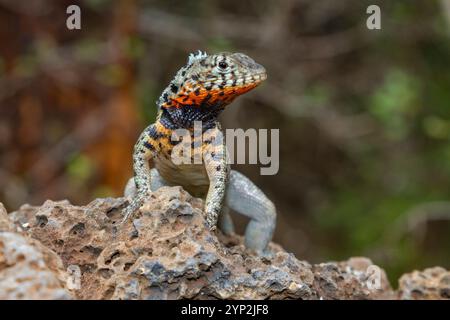 Lavaechse (Microlophus spp.) im Galapagos-Inselarchipel, UNESCO-Weltkulturerbe, Ecuador, Südamerika Stockfoto