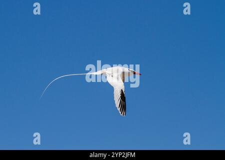 Ausgewachsener Rotschnabeltropivogel (Phaethon aethereus) im Flug auf dem Galapagos-Inselarchipel, UNESCO-Weltkulturerbe, Ecuador, Südamerika Stockfoto