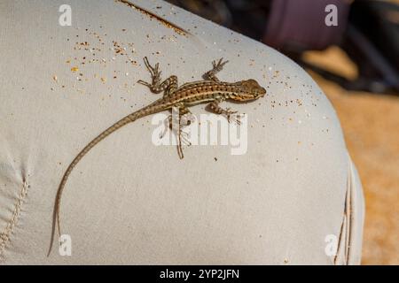 Lavaechse (Microlophus spp.) im Galapagos-Inselarchipel, UNESCO-Weltkulturerbe, Ecuador, Südamerika Stockfoto