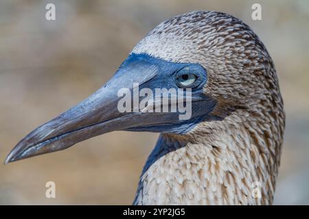 Erwachsener Blaufüßler (Sula nebouxii) im Galapagos Island Archipel, UNESCO-Weltkulturerbe, Ecuador, Südamerika Stockfoto