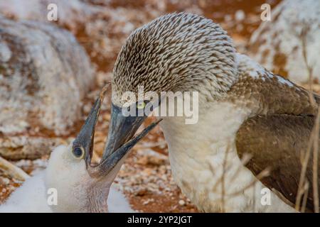 Erwachsene Blaufüßler (Sula nebouxii) füttern Küken im Galapagos-Inselarchipel, UNESCO-Weltkulturerbe, Ecuador, Südamerika Stockfoto