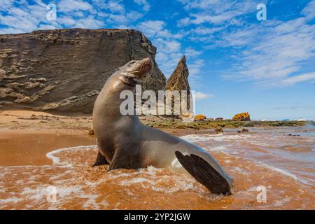 Galapagos-Seelöwen (Zalophus wollebaeki) wurden am Strand im Galapagos-Inselarchipel, UNESCO-Weltkulturerbe, Ecuador, geschleppt Stockfoto