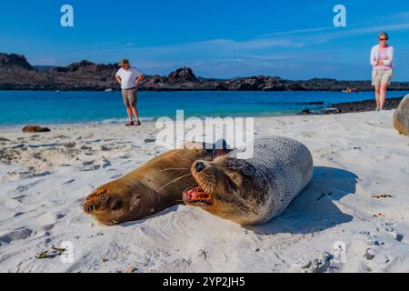 Galapagos-Seelöwen (Zalophus wollebaeki) wurden am Strand im Galapagos-Inselarchipel, UNESCO-Weltkulturerbe, Ecuador, geschleppt Stockfoto