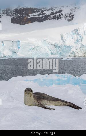 Ausgewachsene weibliche Leopardenrobbe (Hydrurga leptonyx), die auf einer Eisscholle in der Kayak Cove auf Brabant Island, Antarktis, Polarregionen, ausgetragen wird Stockfoto