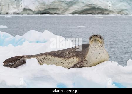 Ausgewachsene weibliche Leopardenrobbe (Hydrurga leptonyx), die auf einer Eisscholle in der Kayak Cove auf Brabant Island, Antarktis, Polarregionen, ausgetragen wird Stockfoto