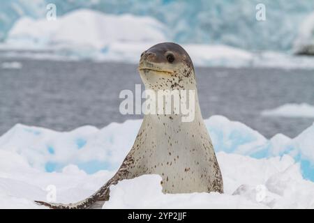 Ausgewachsene weibliche Leopardenrobbe (Hydrurga leptonyx), die auf einer Eisscholle in der Kayak Cove auf Brabant Island, Antarktis, Polarregionen, ausgetragen wird Stockfoto