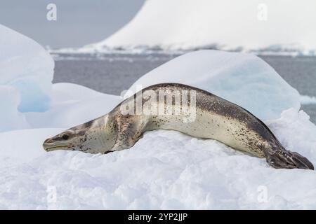 Ausgewachsene weibliche Leopardenrobbe (Hydrurga leptonyx), die auf einer Eisscholle in der Kayak Cove auf Brabant Island, Antarktis, Polarregionen, ausgetragen wird Stockfoto