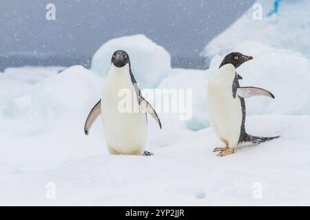 Adelie-Pinguin (Pygoscelis adeliae) im Schneesturm am Brown Bluff auf der Antarktischen Halbinsel im Weddellmeer, Antarktis, Polarregionen Stockfoto