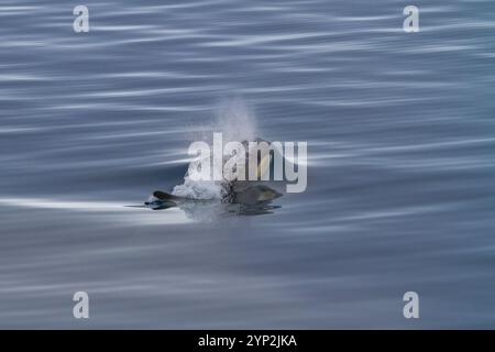 Eine kleine Gruppe von Typ-B-Killerwalen (Orcinus nanus) vor der Duse Bay im Weddellmeer, Antarktis, Polarregionen Stockfoto