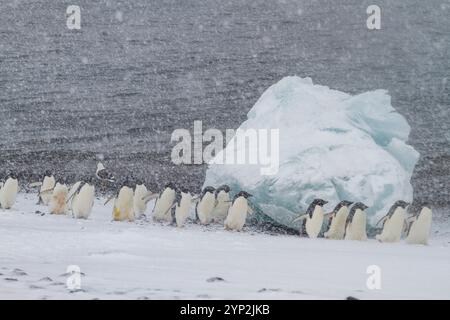 Adelie-Pinguine (Pygoscelis adeliae) im Schneesturm am Brown Bluff auf der Antarktischen Halbinsel im Weddellmeer, Antarktis, Polarregionen Stockfoto