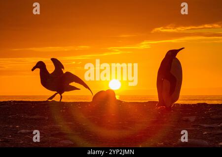 Königspinguin (Aptenodytes patagonicus) bei Sonnenaufgang auf Südgeorgien, Südpolarregionen Stockfoto