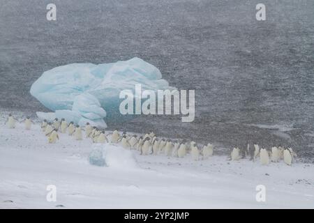 Adelie-Pinguine (Pygoscelis adeliae) im Schneesturm am Brown Bluff auf der Antarktischen Halbinsel im Weddellmeer, Antarktis, Polarregionen Stockfoto