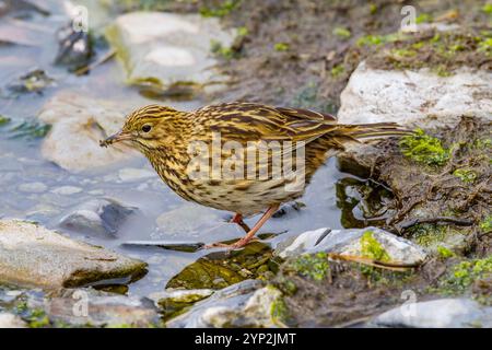 Adulte Pipette Südgeorgiens (Anthus antarcticus), die bei Ebbe auf Prion Island, Bay of Isles, Südgeorgien, Polarregionen füttern Stockfoto